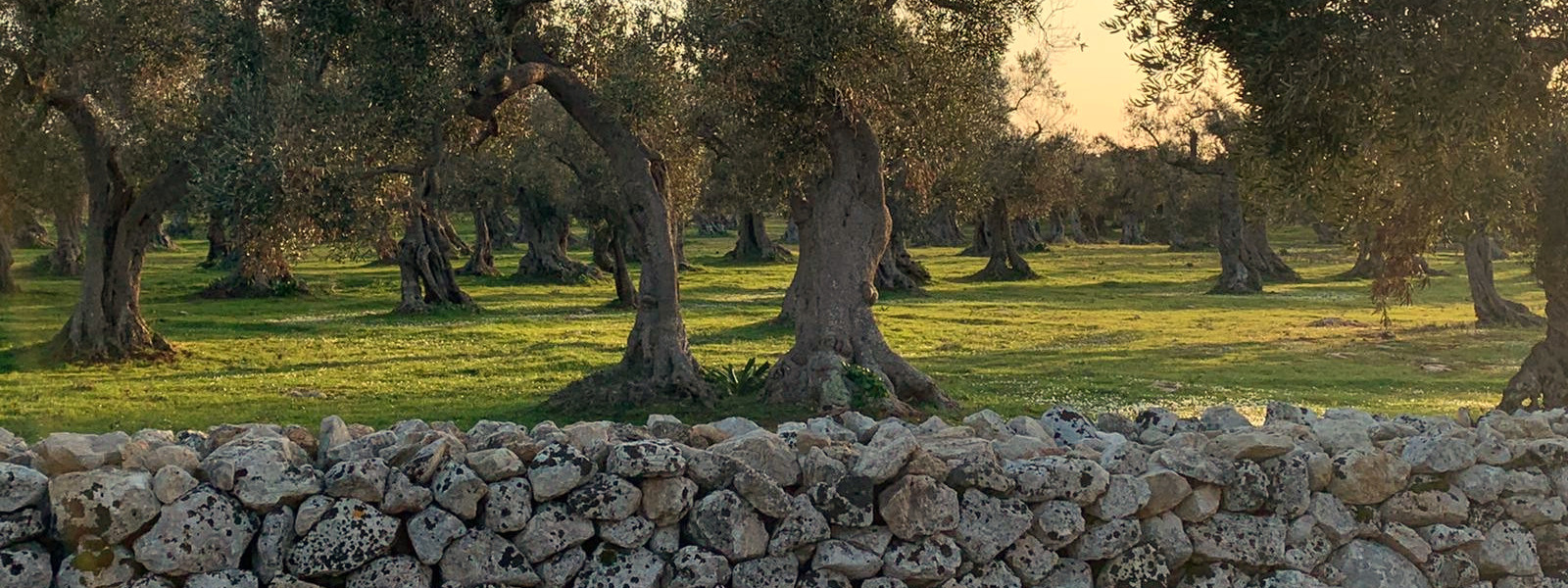 Oliveto e frantoio Oro Salentino