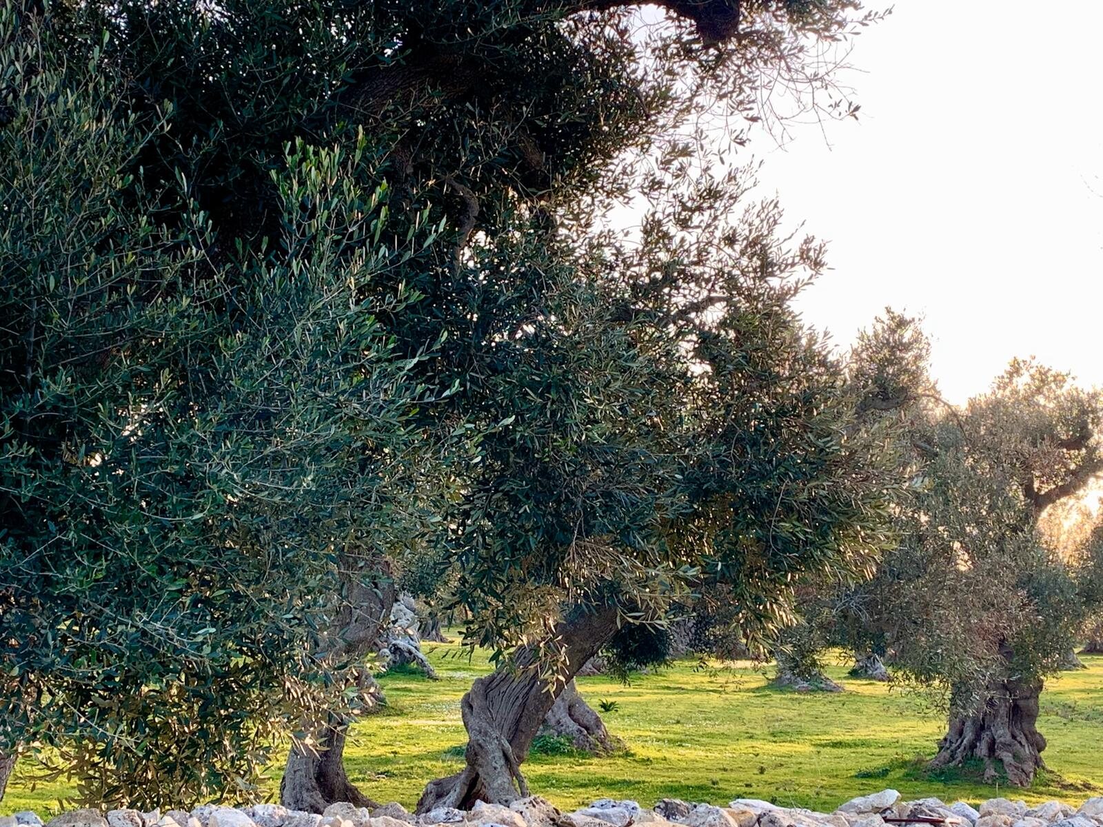 Zona di produzione