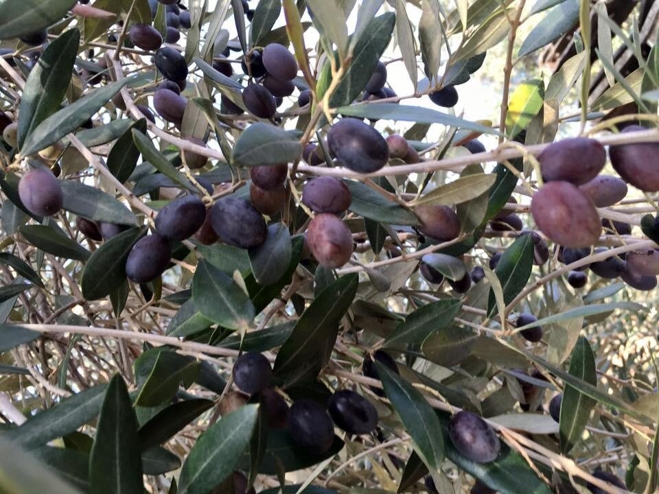 Olive sull’albero nella zona di produzione salentina